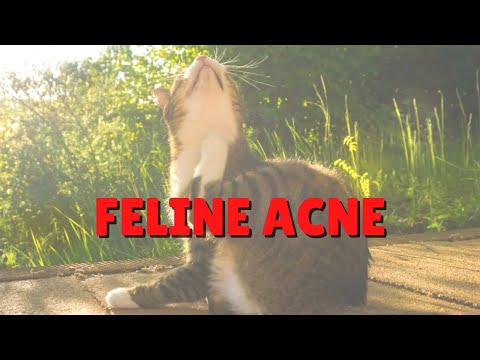 Feline Acne | Two Crazy Cat Ladies