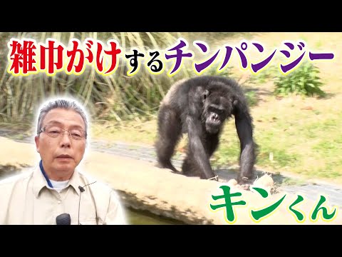 雑巾がけをするチンパンジー・キン