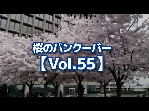 桜のバンクーバー【Vol.55】