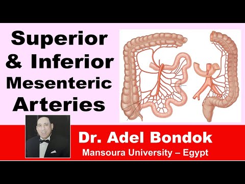 Superior and Inferior Mesenteric Arteries, Dr Adel Bondok