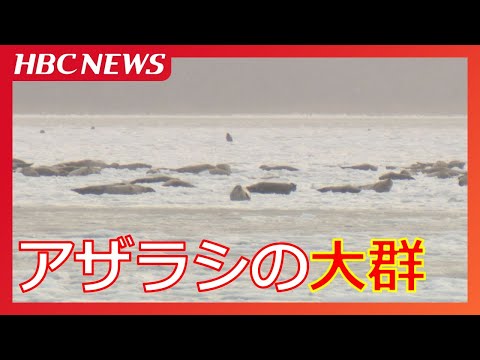 真冬のアザラシの群れ「1000頭ぐらい」オホーツク海側の漁港近くに…流氷が来ると沖合に移動して氷の上で繁殖　北海道北見市常呂町