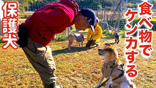 【保護犬】食べ物で喧嘩する元野犬