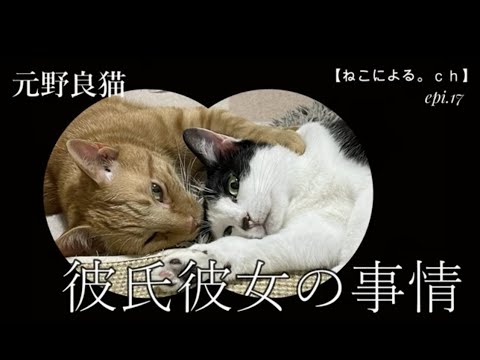 元野良猫　彼氏彼女の事情　【ねこによる。ｃｈ　epi.17】　元野良猫｜猫翻訳アプリ｜またたび