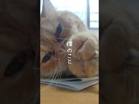 ぼくのこと#猫動画 #エキゾチックショートヘア #ねこ