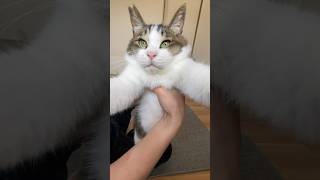 推し猫グランプリ 結果発表 #猫動画