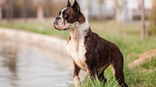 Boxer and Canine Mental Enrichment Toys Stimulating Play