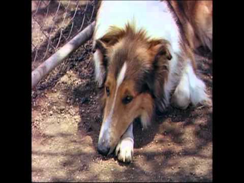 Lassie Come Home - Original Theatrical Trailer