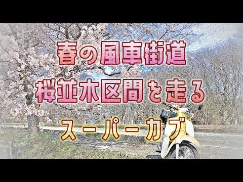 スーパーカブで行く琵琶湖のほとりを走る風車街道、桜街道で花見ツーリング