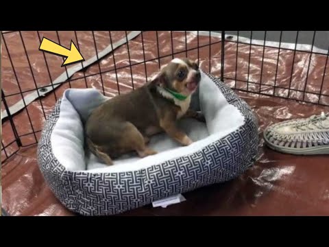 This Puppy Mill Rescued Dog Can't Believe He Just Got His First Bed