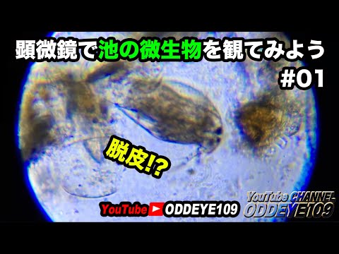 【閲覧注意】顕微鏡で池の微生物を観てみよう01 肉眼では見えないミクロの世界 不思議な世界