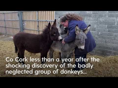 'They’ve won the donkey lottery': Foals thrive in new home after rescue of abandoned mares