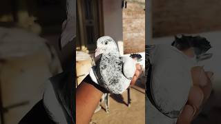 #bkhighflyingpigeon2 #pigeonbreeds #kabootar #viral #homingpigeons #pigeontypes #pigeonlover #pigeon