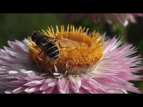 Honey Bee | Copyright Free Video Footage