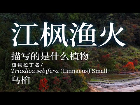 江枫渔火对愁眠的“枫”指的是什么植物，乌桕#一日一植物