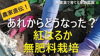 【サツマイモ】紅はるか 無肥料でもここまで育ちます！【有機農家直伝！無農薬で育てる家庭菜園】　22/10/11