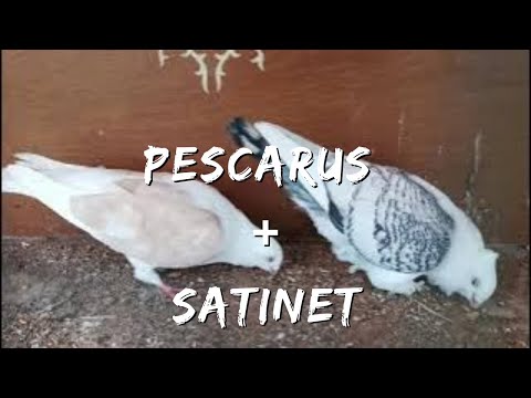 Porumbei satineți, pescăruși germani și metișii lor