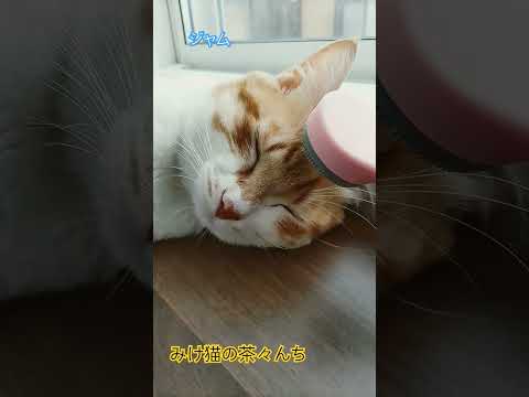 無防備猫　#茶トラ #funny #cutecat #猫のいる暮らし