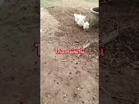 #น้องไก่ #เลี้ยงไก่