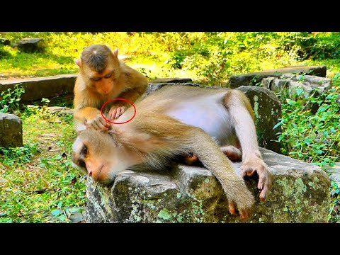 Really Sweet Activities!!Monkey LEO help grooming Mom LIBBY until Mom sleep well.