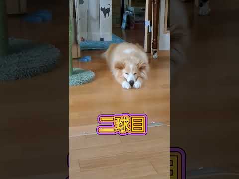 無駄に動きたくない犬#shorts