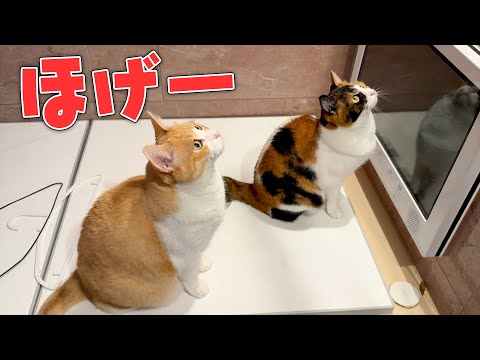 なぜか猫たちがお風呂場で何もないところを見つめていました…