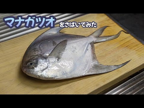 マナガツオをさばいてみた、うまい🐟 #マナガツオ #魚料理