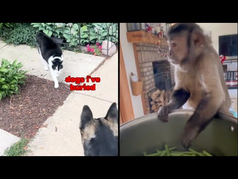 Cat Battles Dog in Street