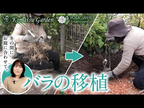 【バラの移植】地植えしてあるバラの移植