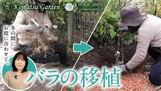 【バラの移植】地植えしてあるバラの移植