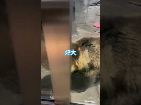 好大隻的熊，也好可愛☺️#cute #bear