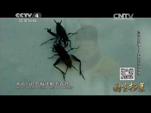 明清历史纪录片  P16  宣德年秘事05鹦鹉的特殊赏赐