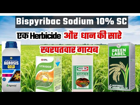 Dhan Ke Sabhi Weeds Ka Khatma Sirf Es Eak Herbicide Se | Bispyribac Sodium Herbicide 10 SC A-Z info.