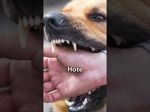 Street dog bite and rabies