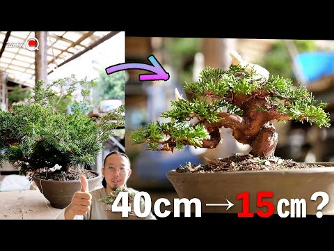 How to turn a 40cm juniper into a 15cm small bonsai [Bonsai Q]