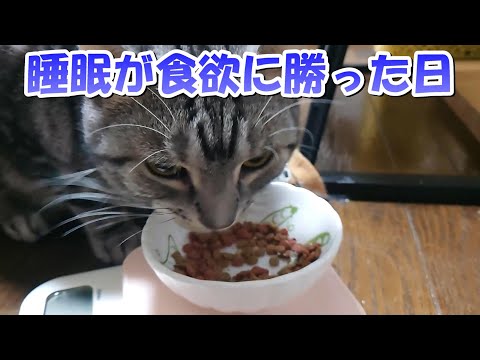 ソラさんのごはん－！睡眠が勝つ日もある（アメリカンショートヘア）