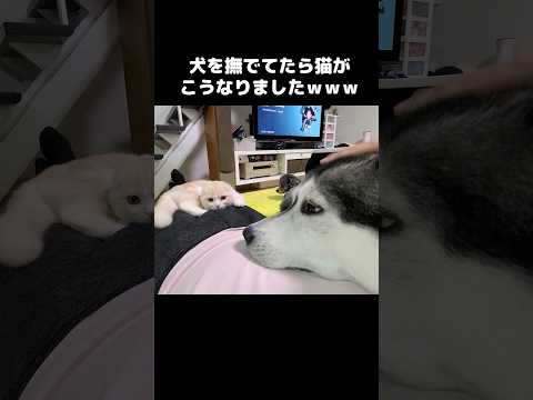 犬を撫でてたら猫が...笑#shots