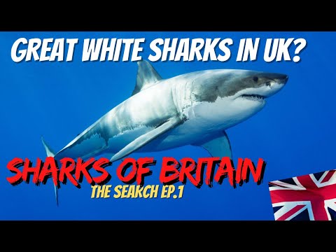 GREAT WHITE SHARKS in Britain? What's happening! 🦈