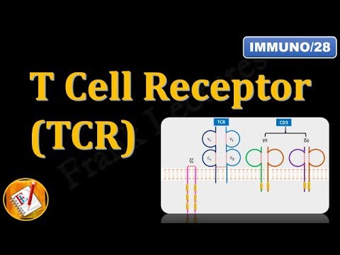 T Cell Receptor(TCR) and CD3 (FL-Immuno/28)