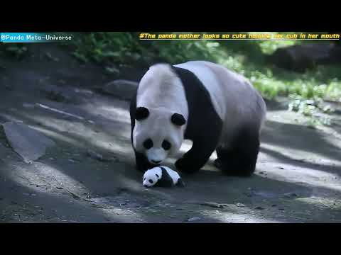 熊猫妈妈叼幼仔的样子好可爱呀 The panda mother looks so cute holding her cub in her mouth #panda #cute #giantpanda