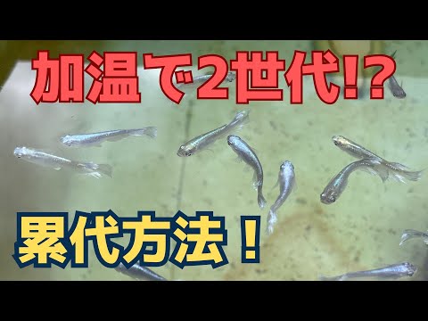 『加温シリーズ#3』【掛け合わせをしてる方必見！】加温で簡単に2世代以上累代する方法！惜しげもなく教えちゃうよ