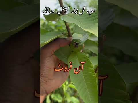 #guvava #fruit  #fruiting #plants #plantsale #plantshopping #pattoki #islamabad #india  #usa #uk