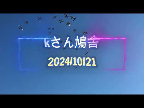 kさん鳩舎　2024年10月21日