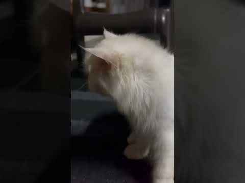 #cat#catlover#cute#pets#new#kitten#funnyvideo#subscribe