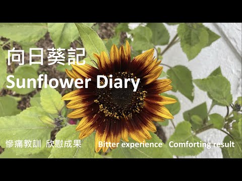 向日葵記 Sunflower diary🌻 - 心機 - effort - 慘痛經驗 - bitter experience - ｛種花篇 Gardening｝