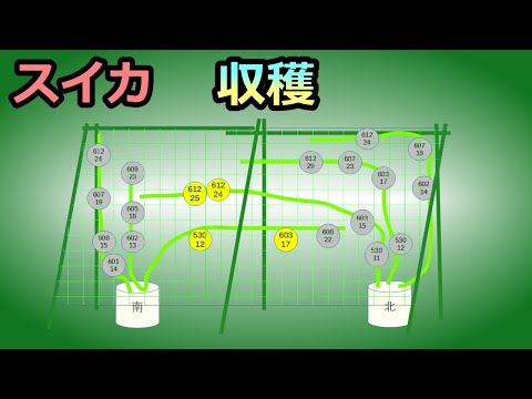 【小玉スイカの空中栽培 ～収穫と2022ノウハウ～】  無農薬 半自給自足