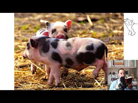 Mini pig Miniature pig. Pros and Cons, Price, How to choose, Facts, Care, History