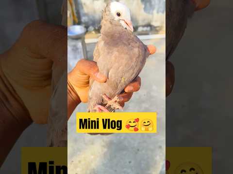 Is Kabootar Ka Video Banana Mujhe Q Par Gaya Mehanga 😰 // Kabootar Pe Eagle 🦅 Ne Kiya Atack  #shots