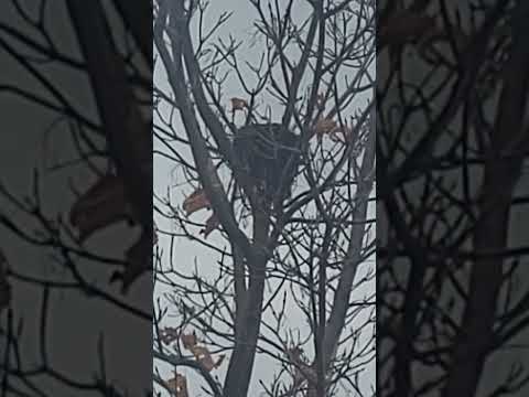 bird's nest on the tree at cold weather #bird #birdlife #birdwatching