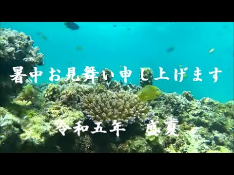 🌺動画でお便り🐠暑中見舞い🏝️暑中お見舞い申し上げます令和５年盛夏＃沖縄県＃竹富島＃石垣島＃ダイビング＃シュノーケル