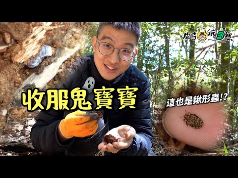 【皮特玩自然】抓鬼寶寶！運氣爆棚超迷你鍬形蟲！竟然在轉角遇到…愛？！